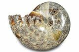 Polished Ammonite (Phylloceras) Fossil - Madagascar #283491-1